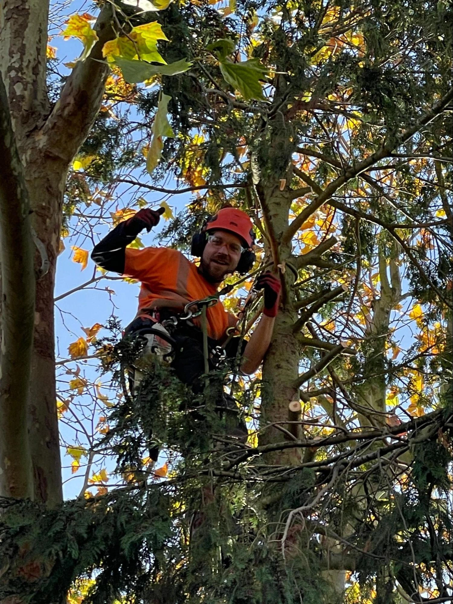 Tilbury Tree Care Experts